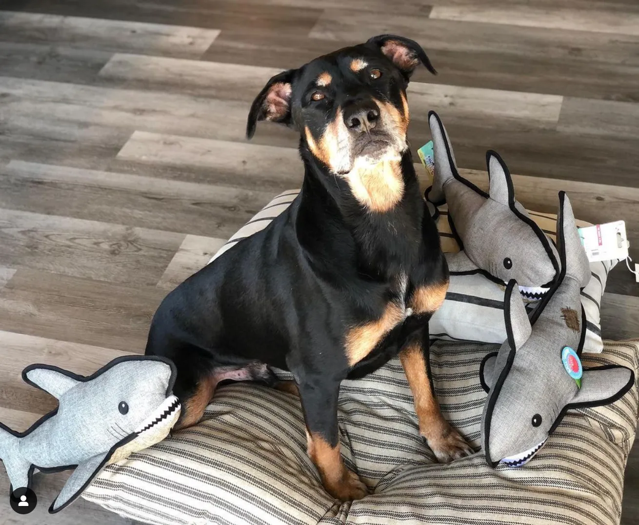 SnugArooz Saul the Shark w/ Rubber Spikey Ball 19in