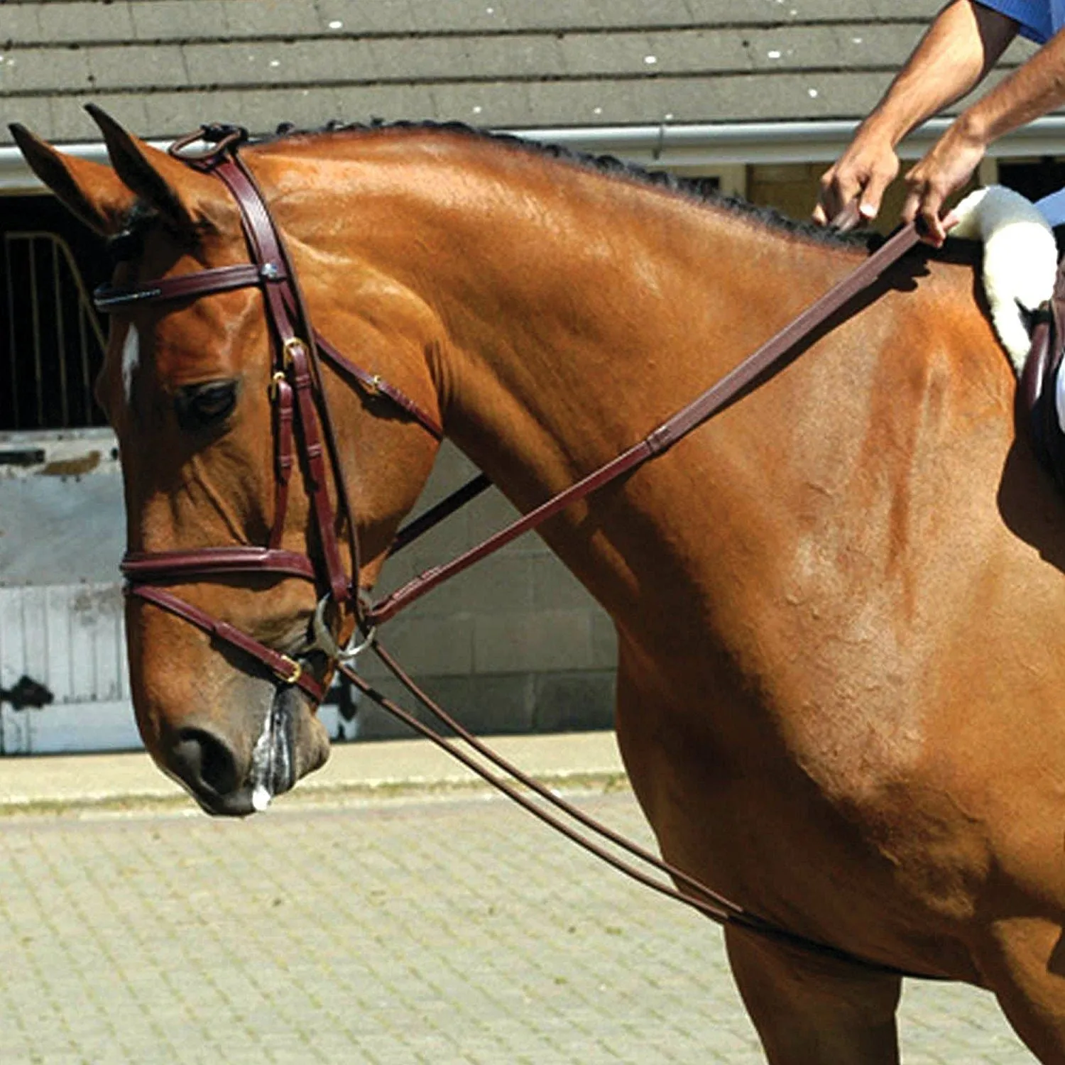 Whitaker Training Rein