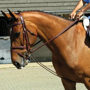 Whitaker Training Rein