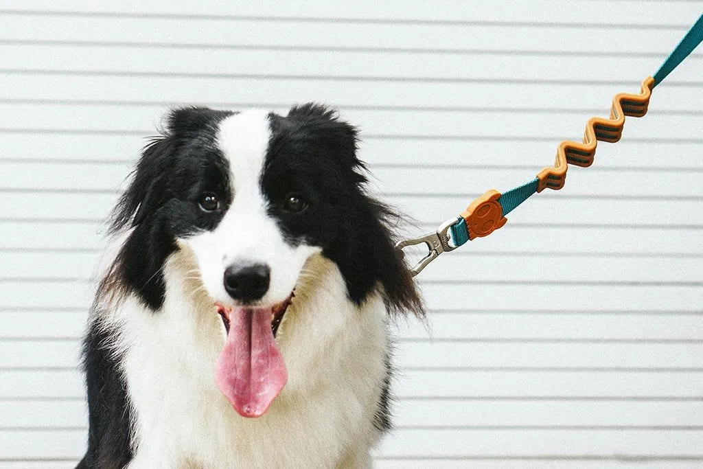 Zee.Dog Vibe Ruff Dog Leash (Shock Absorbent Leash)